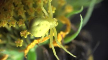 Bumblebee sarı çiçek üzerinde oturur ve sarı .yengeç örümceği, böcek makroyu çalıştırır