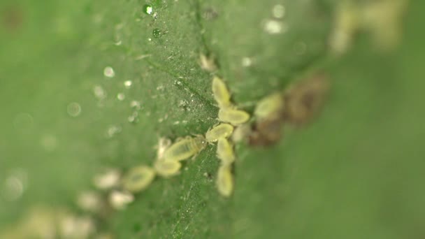 Macro inseto: O pulgão que acabou de mudar sua pele instar senta-se na folha verde — Vídeo de Stock