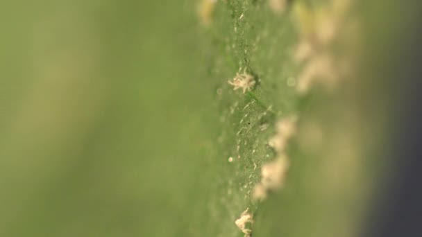 Rovar makró: A levéltetű, csak megváltozott a instar bőr ül a zöld leveles — Stock videók
