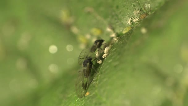 Macro insectes : puceron Myzus persicae bug macro sur les feuilles vertes 
