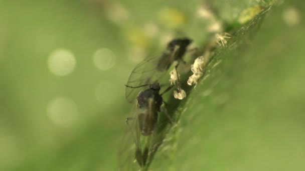 Macro insectes : puceron Myzus persicae bug macro sur les feuilles vertes 
