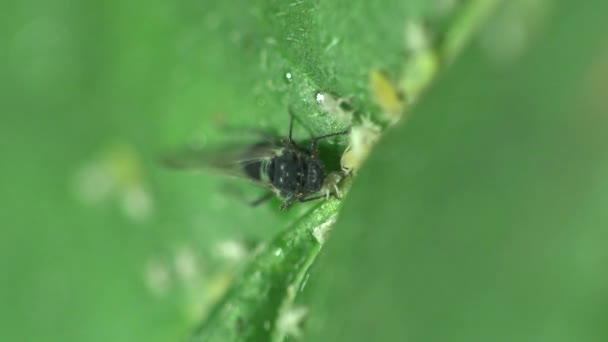 Insecto macro: Aphid Myzus persicae bug macro en hojas verdes — Vídeo de stock
