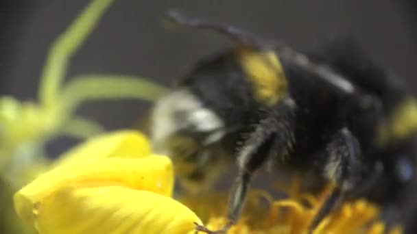 Bumblebee se sienta en flor amarilla y araña cangrejo amarillo corre alrededor, macro insecto — Vídeos de Stock