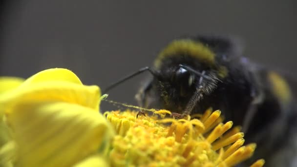 Bumblebee creeps on yellow flower - gathers nectar and pollen, macro insect — Stock Video