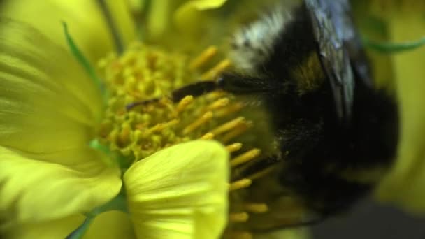 Κάθεται μέλισσα σε κίτρινο λουλούδι και κίτρινο καβουρομάνα τρέχει γύρω, έντομο μακροεντολής — Αρχείο Βίντεο