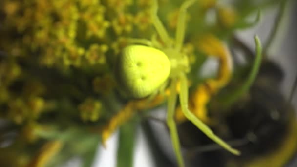 Humla sitter på gul blomma och gula krabba spindel löper runt, insekt makro — Stockvideo