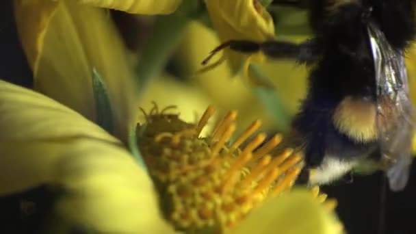 땅벌 노란색 꽃에 앉아서 노란색 게 거미 주위, 곤충 매크로 실행 — 비디오