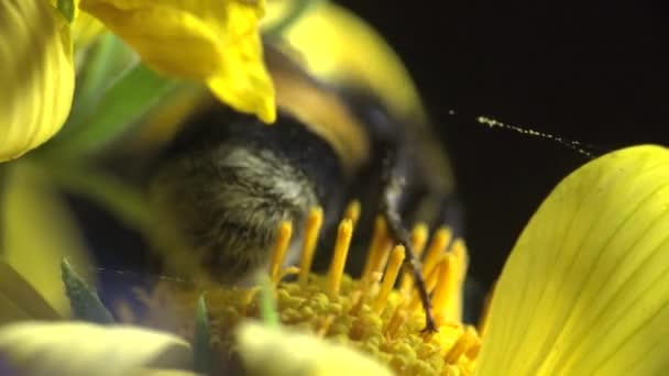 El abejorro se arrastra sobre la flor amarilla - recoge el néctar y el polen, macro insecto — Vídeos de Stock