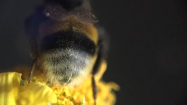 Bumblebee sürüngenler sarı çiçek - toplar nektar ve polen, makro böcek