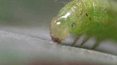 Küçük yeşil tırtıl, Chrysodeixis includens, soya yatağı (Komple). Noctuidae makro