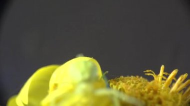 Böcek makro: Yengeç örümcek sarı Misumenoides oturur yaz Rüzgar çiçek