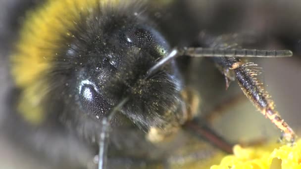 Humla kryper på gul blomma - samlar nektar och pollen, makro insekt — Stockvideo