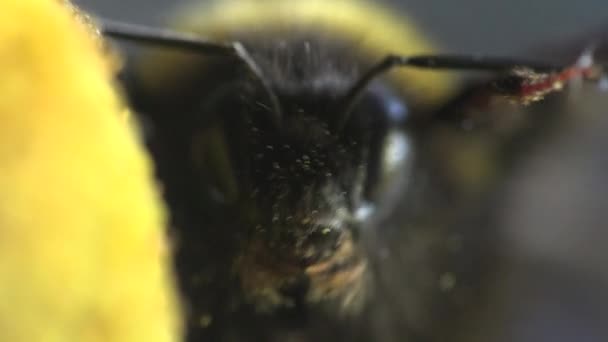 El abejorro se arrastra sobre la flor amarilla - recoge el néctar y el polen, macro insecto — Vídeos de Stock