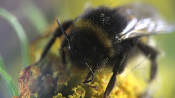 El abejorro se arrastra sobre la flor amarilla - recoge el néctar y el polen, macro insecto — Vídeos de Stock