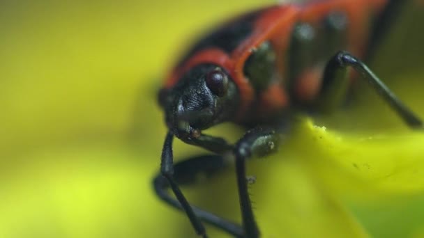 赤兵士ストライプ カブトムシ、放火魔、Spilostethus Pandurus、マクロ昆虫 — ストック動画
