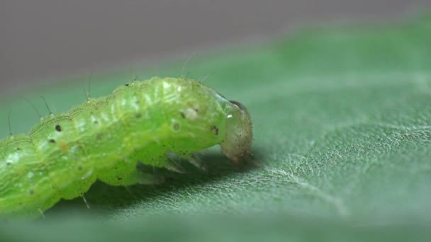 Μικρή πράσινη κάμπια, Chrysodeixis includens, looper σόγιας. Noctuidae μακροεντολής — Αρχείο Βίντεο