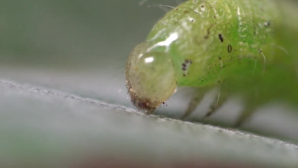 Små gröna caterpillar, Chrysodeixis includens, sojabönor looper. Nattflyn makro — Stockvideo