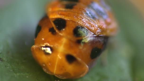 Insektenmakro: Marienkäfer im zweiten Entwicklungsstadium auf grünem Blatt — Stockvideo