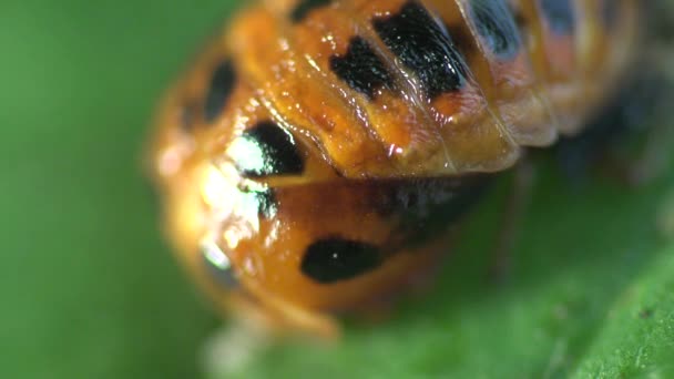 Insect macro: tweede instar ontwikkelingsstadium lieveheersbeestje kever op groen blad — Stockvideo