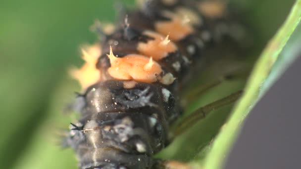 Macro-insecte : Deuxième stade de développement coccinelle sur feuille verte 
