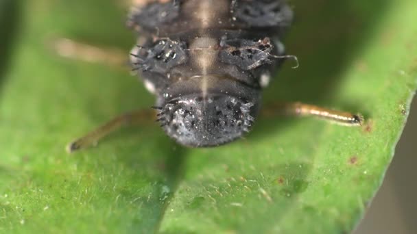 Insecto macro: Segunda etapa de desarrollo instar escarabajo mariquita en la hoja verde — Vídeos de Stock