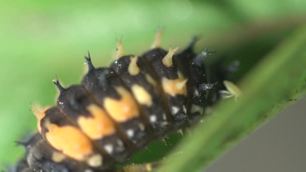 Insecto macro: Segunda etapa de desarrollo instar escarabajo mariquita en la hoja verde — Vídeo de stock