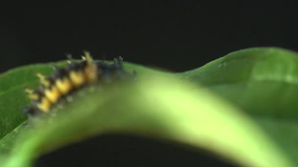 Insekt makro: andra instar utvecklingsstadiet nyckelpiga skalbagge på gröna blad — Stockvideo