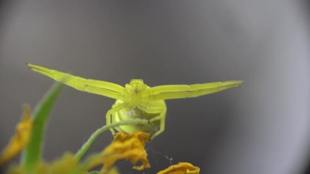 Crabe Araignée jaune Misumenoides prêt à attaquer en fleur dans le vent d'été — Video