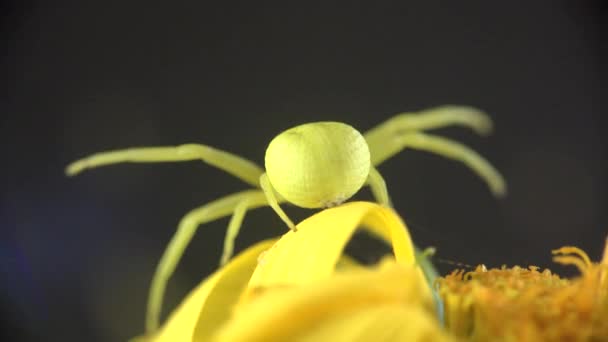 Cangrejo Araña amarillo Misumenoides listo para atacar en flor en el viento de verano — Vídeos de Stock