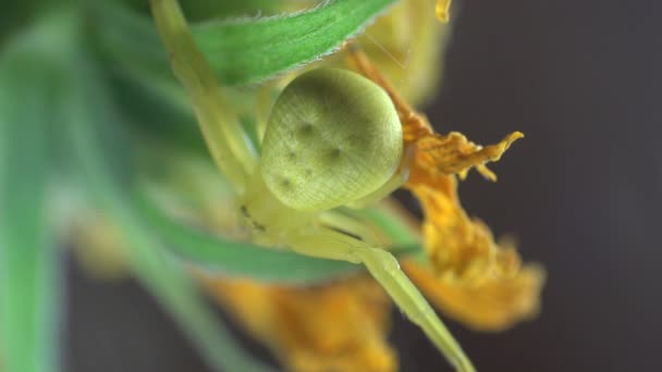 Macro insecto: Araña Cangrejo amarillo Misumenoides se sienta en flor en el viento de verano — Vídeos de Stock