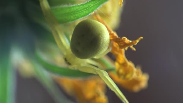 Insektenmakro: Krabbenspinne gelb misumenoides sitzt im Sommerwind in Blüte — Stockvideo