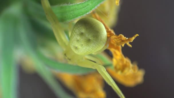 Insekt makro: krabba spindel gul Misumenoides sitter i blomma i sommar vind — Stockvideo