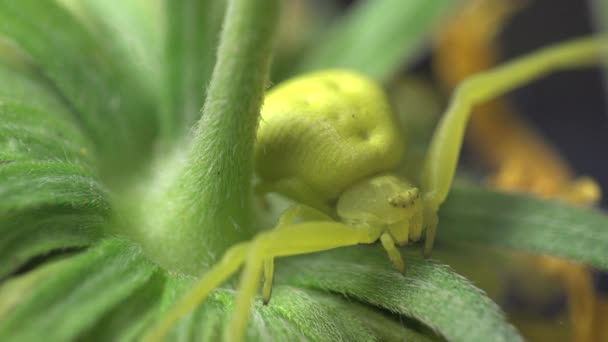 Insekt makro: krabba spindel gul Misumenoides sitter i blomma i sommar vind — Stockvideo