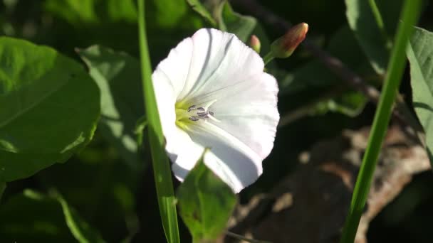 Abeja todo en polen blanco en campana blanca se mueve rápidamente, flor Convolvulus arvensis — Vídeo de stock