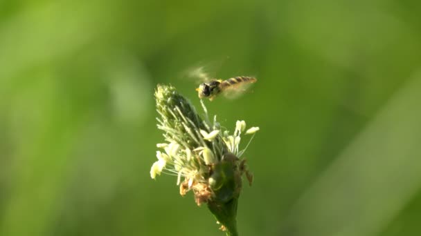 Hoverfly Simosyrphus grandicornis voar pairando e recolher néctar de campo — Vídeo de Stock