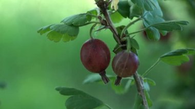 Karanlık bektaşi makro üzerinde Bahçe yeşil zemin üzerine bir şube büyüyor