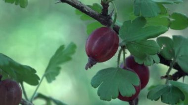 Karanlık bektaşi makro üzerinde Bahçe yeşil zemin üzerine bir şube büyüyor