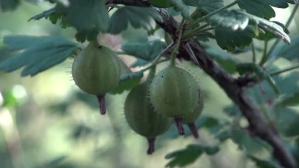 Macro de grosella verde joven inmaduro creciendo en la rama en el jardín — Vídeos de Stock