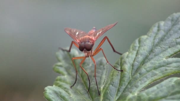 Famille des mouches voleuses Asilidae, aussi appelées mouches assassines aux longues jambes — Video