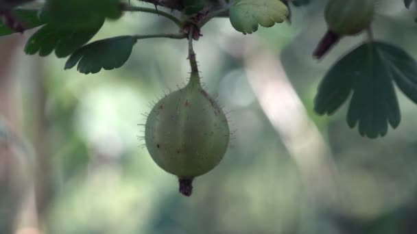 Groene jonge onrijpe kruisbessen macro groeien op tak in tuin — Stockvideo