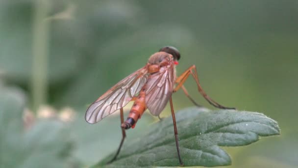 Familia de moscas rapaces Asilidae, también llamadas moscas asesinas con patas largas — Vídeos de Stock