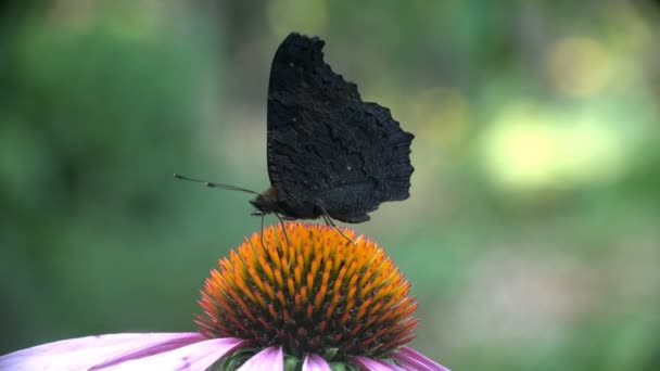 Papillon paon européen Aglais io se nourrit de nectar Échinacée pourpre — Video