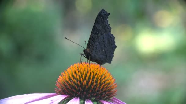 Butterfly European Peacock Aglais io питается нектаром Purple coneflower — стоковое видео