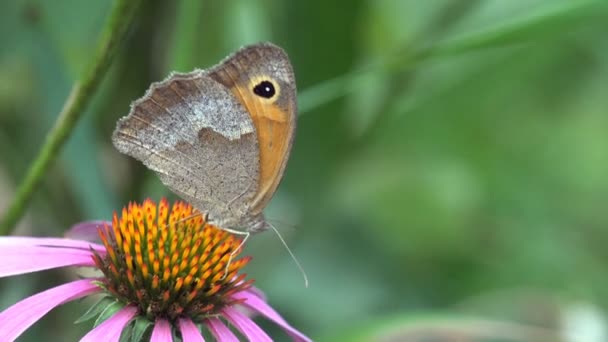 Kelebek Avrupa tavus kuşu Nymphalis IO nektar üzerinde mor coneflower beslenir. — Stok video