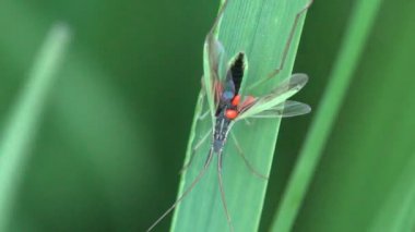 Stenodema Miridae ailesi, makro ot, ed yumurta göbek üzerinde doğru hata dır