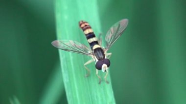 Hoverfly Sphaerophoria Rueppellii, uçan sinek veya nectaring, makro görünümü böcek
