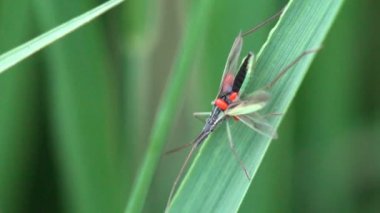 Stenodema Miridae ailesi, makro ot, ed yumurta göbek üzerinde doğru hata dır