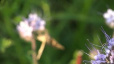 Böcek bej kıllı kelebek mor çiçekler makro nektar içme