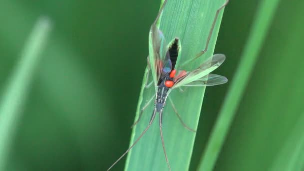 Stenodema az igaz rovar-ban Miridae család, makró gyógynövény, ed tojás hasa neme — Stock videók