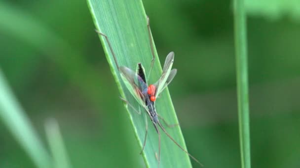 Stenodema is genus of true bug in Miridae family, macro herb, ed eggs on belly — Stock Video